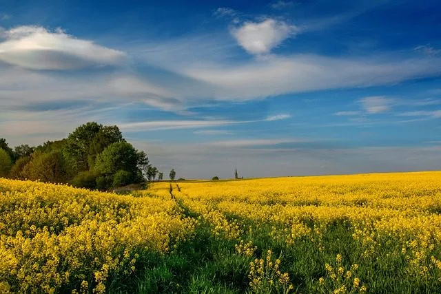 দিনযাপনের শিল্প